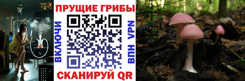 Купить где  Голицыно  Галлюциногенные грибы Psilocybe 